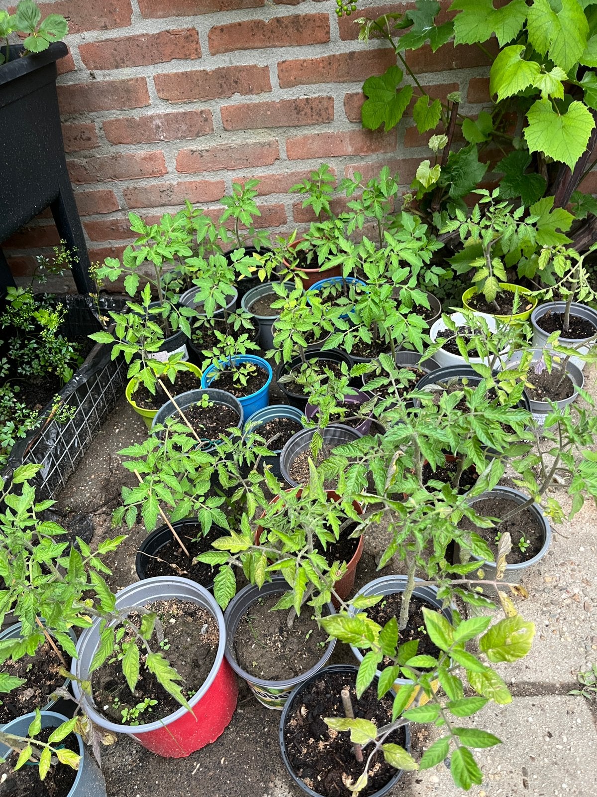 Tomaten planten, Ophalen, Eenjarig, Groenteplanten, Volle zon