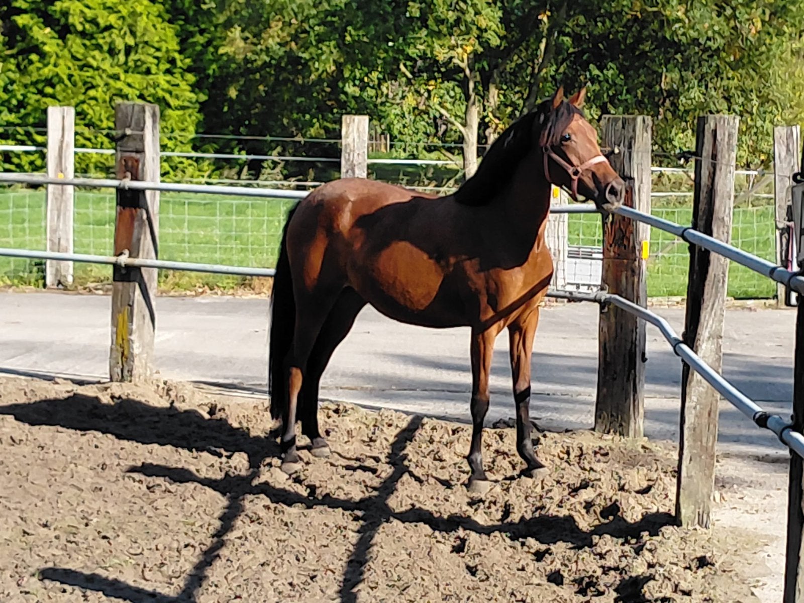 Te koop lieve aansprekende 3 jarige merrie, Dieren en Toebehoren, Dressuurpony, 3 tot 6 jaar, Onbeleerd, Merrie