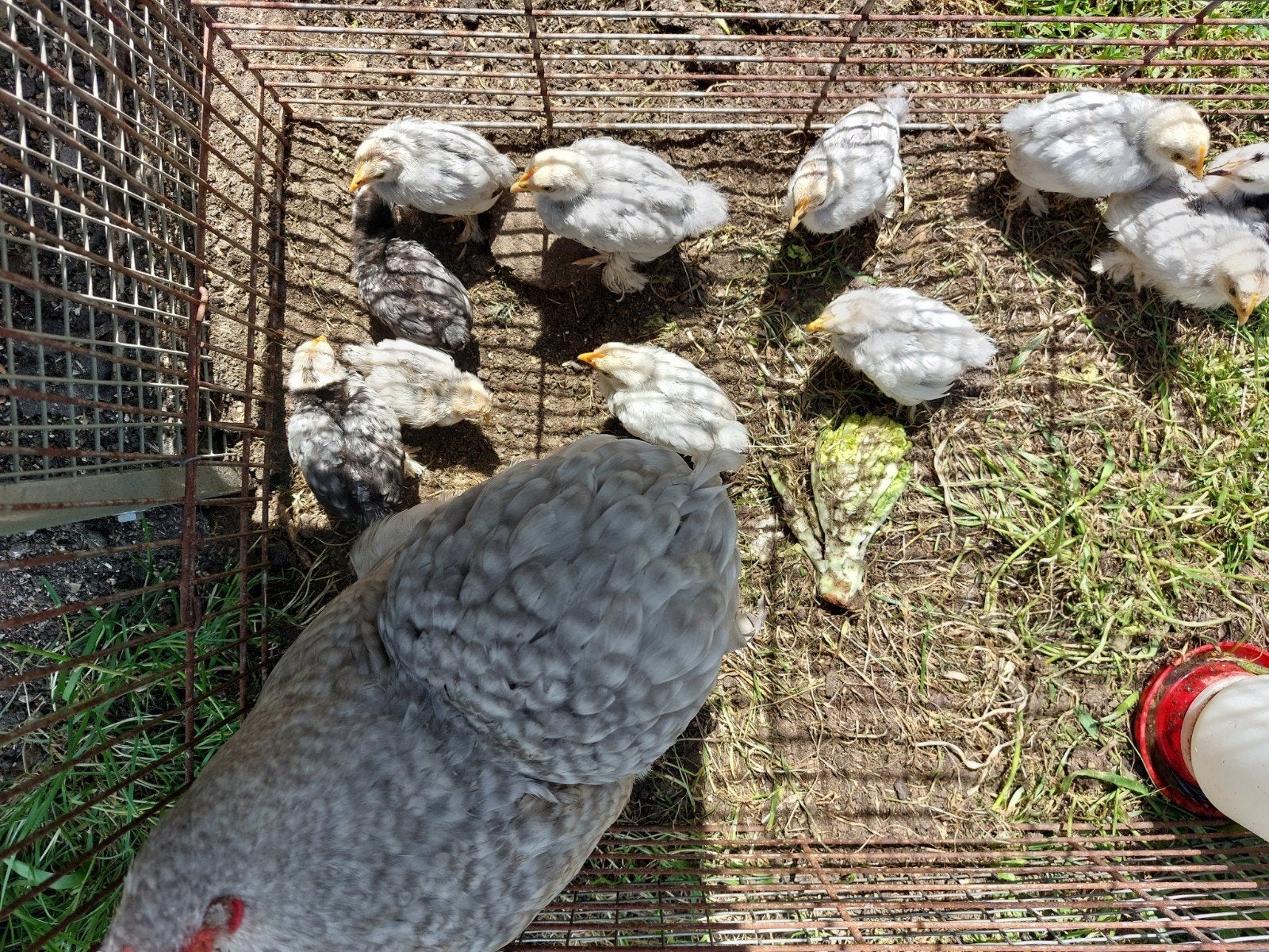 Cochin kriel kuikens F1 gladveer x zijdeveer, Dieren en Toebehoren, Pluimvee, Meerdere dieren, Kip