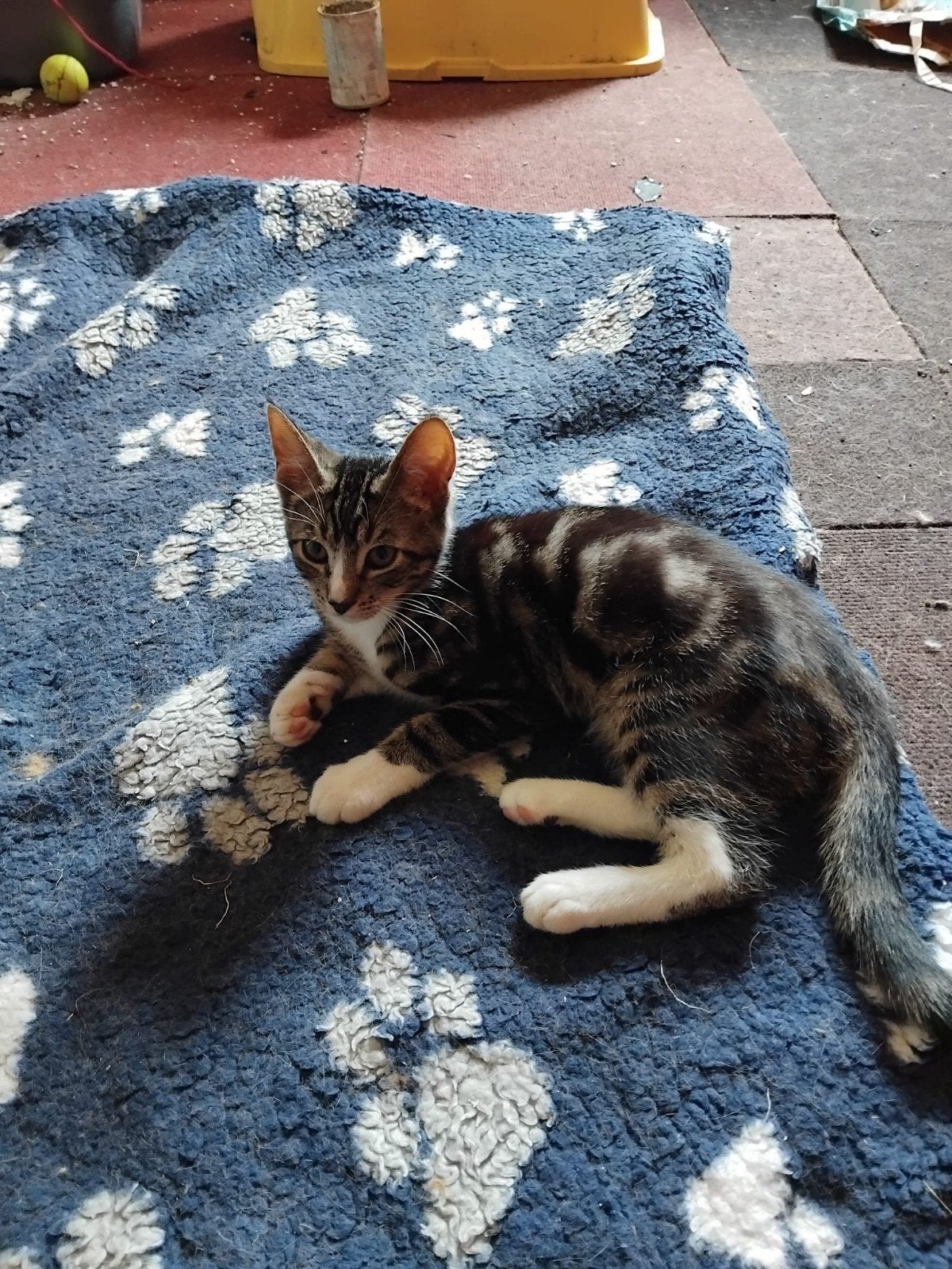 Gratis boerderij kitten 3x, Meerdere dieren, Kortharig, 0 tot 2 jaar