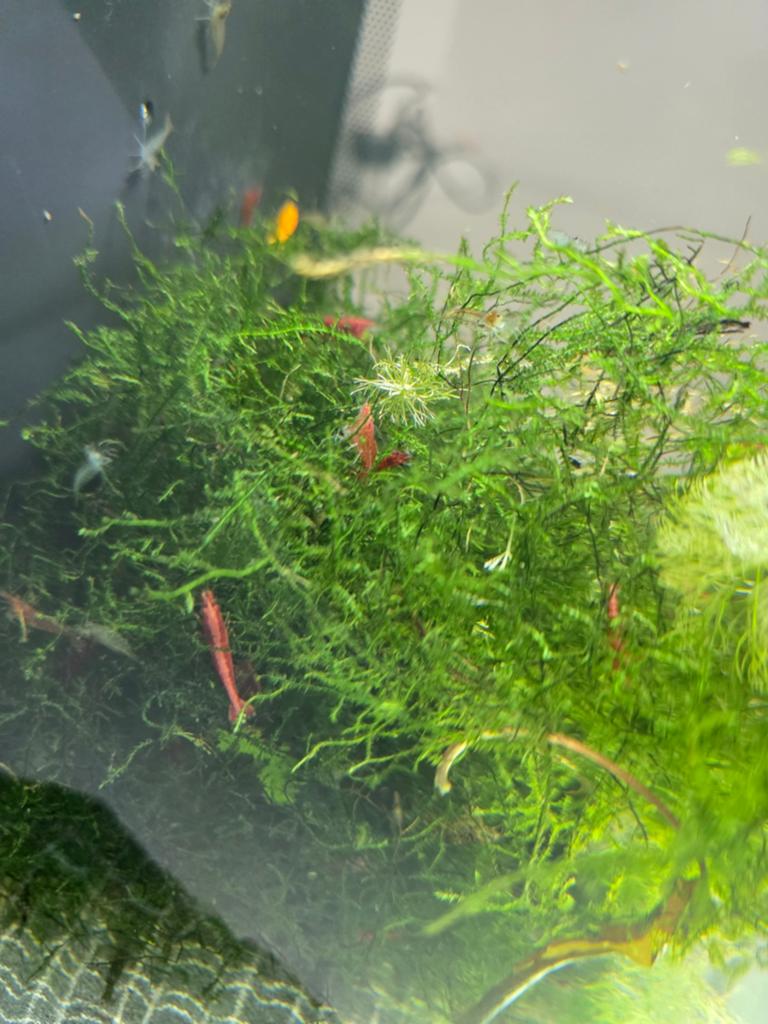 Garnalen te koop, Dieren en Toebehoren, Vissen | Aquariumvissen, Kreeft, Krab of Garnaal