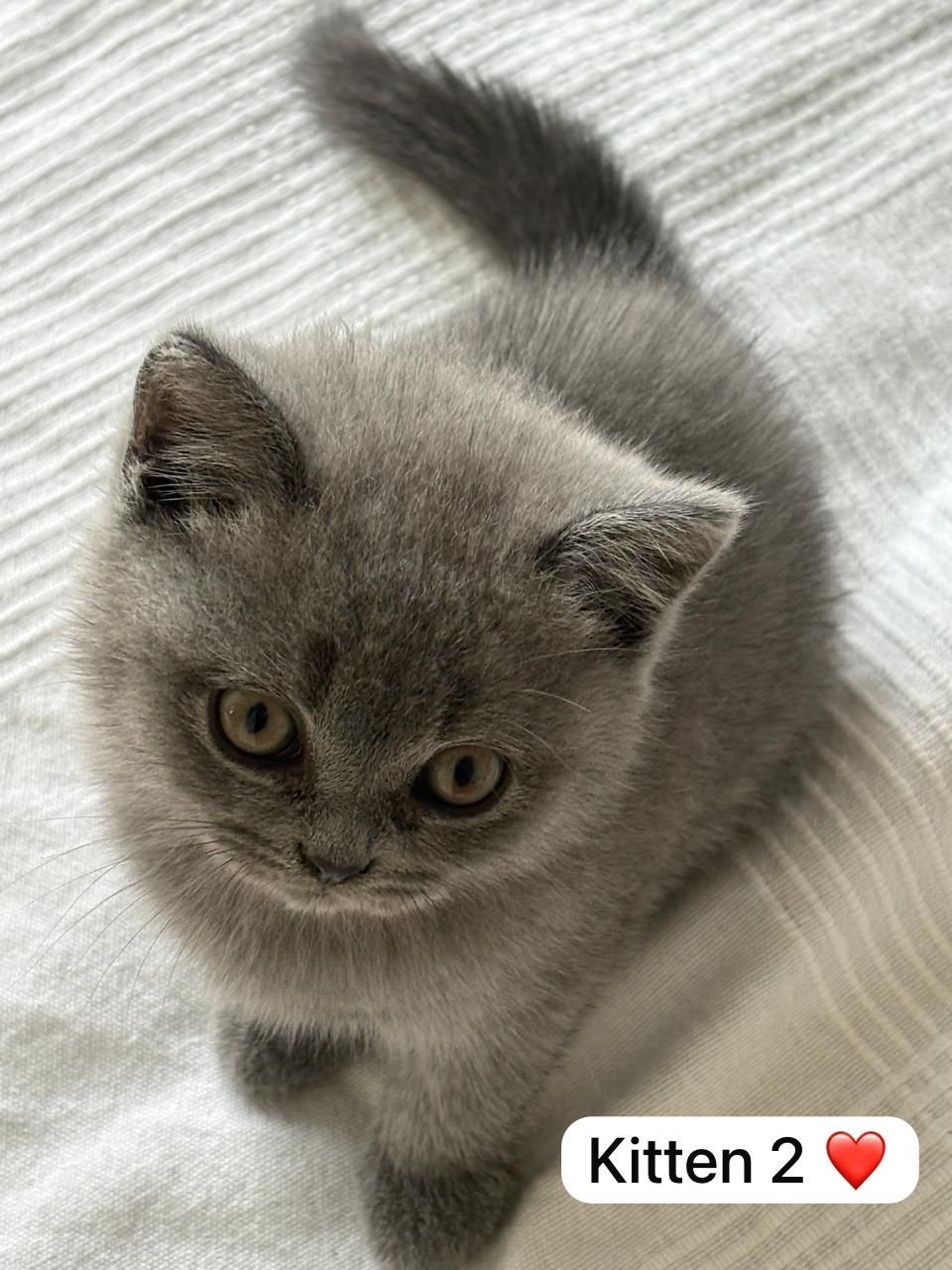 Lieve blauwe Britse Korthaar poesjes  (klaar begin oktober), Poes, Kortharig, 0 tot 2 jaar
