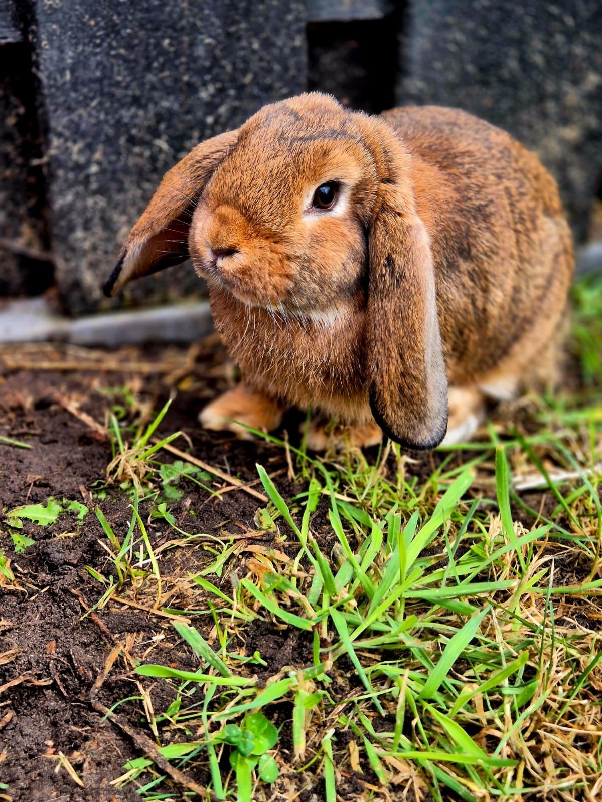 te koop 5 nederlandse dwerg hangoren 15 euro samen, Meerdere dieren, Dwerg
