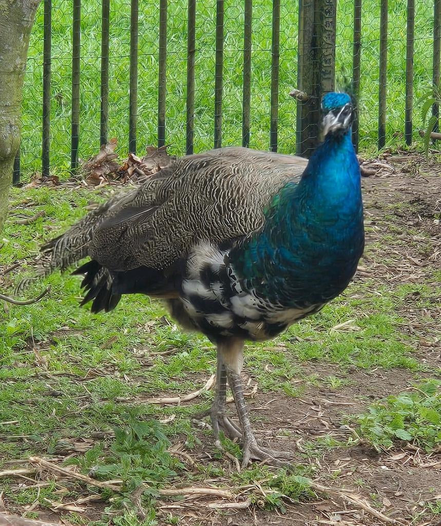 Mooie Bonte Pauw Haan!, Dieren en Toebehoren, Mannelijk, Overige soorten