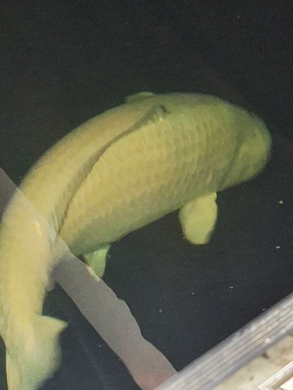 jumbo chagoi 95 cm, Dieren en Toebehoren