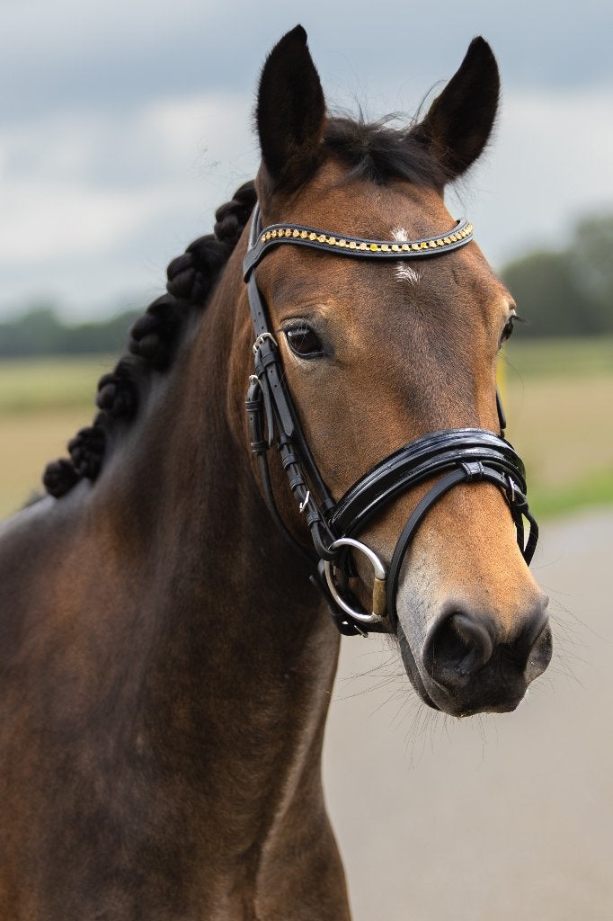 Prachtig gefokte, sportieve 5-jarige New Forest merrie, Merrie, Met stamboom, Springpony, Zadelmak