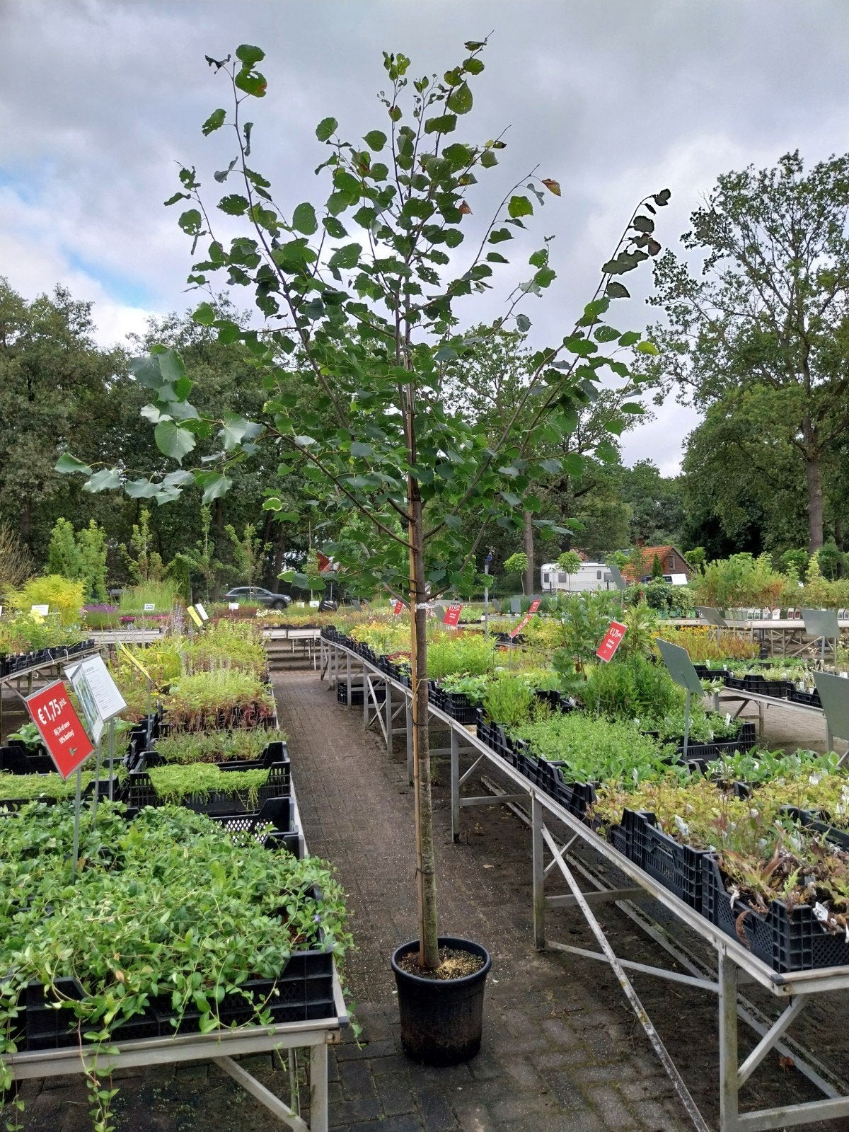Winterlinde (Tilia cordata) - Jonge boom in pot, Overige soorten, Lente, 250 tot 400 cm, Ophalen