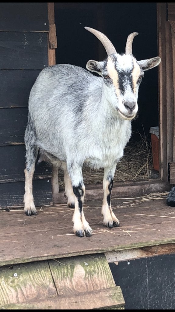 Dwerggeit blauwschimmel tan, Dieren en Toebehoren, Vrouwelijk, Geit, 6 jaar of ouder