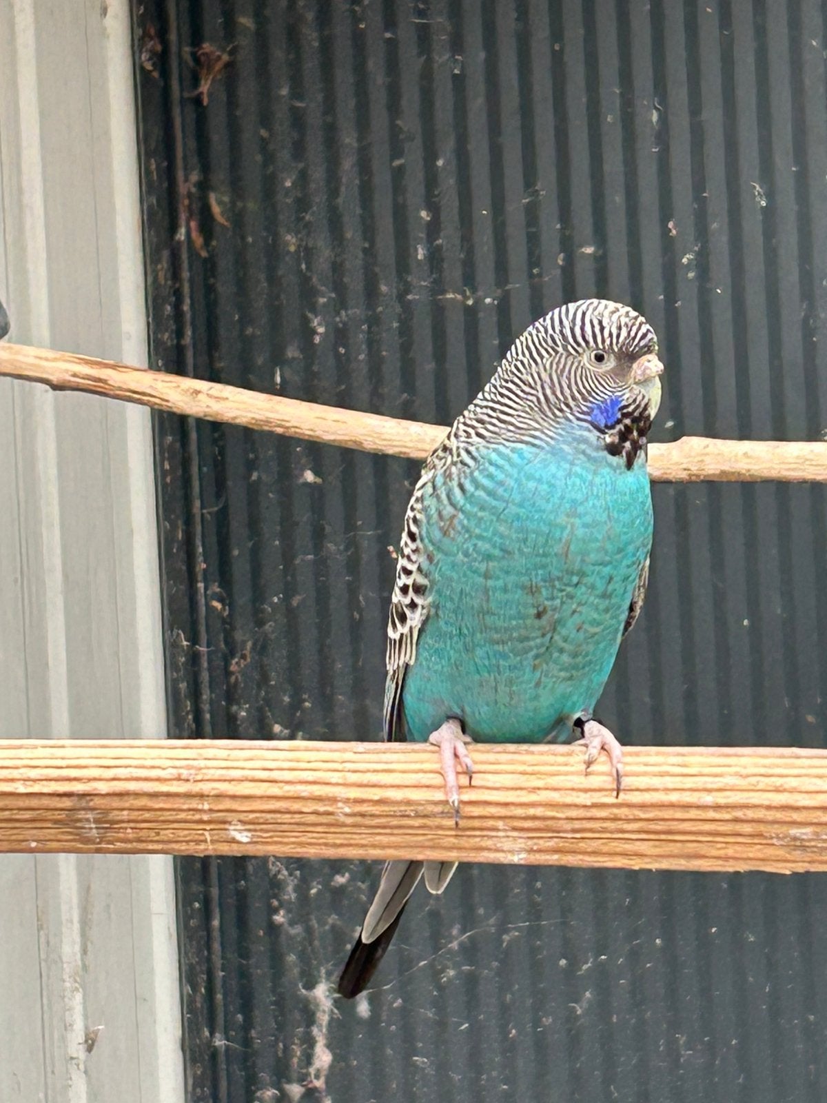 Koppel blackwing/blackface x blackface/blackwing, Meerdere dieren, Parkiet