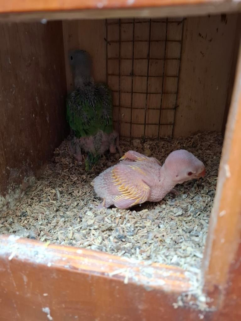 Jonge Halsbanden, Meerdere dieren, Parkiet, Geringd