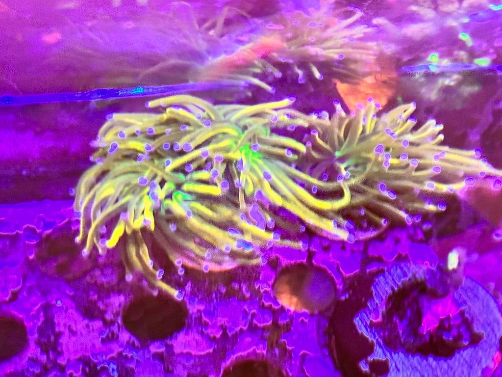 Tortch, Euphyllia glabrescens, Rapunzel HG, Vis