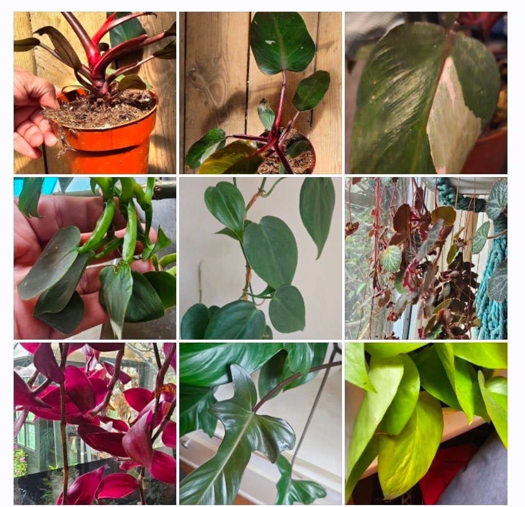 Stekjes Philodendron etc, Ophalen, Volle zon
