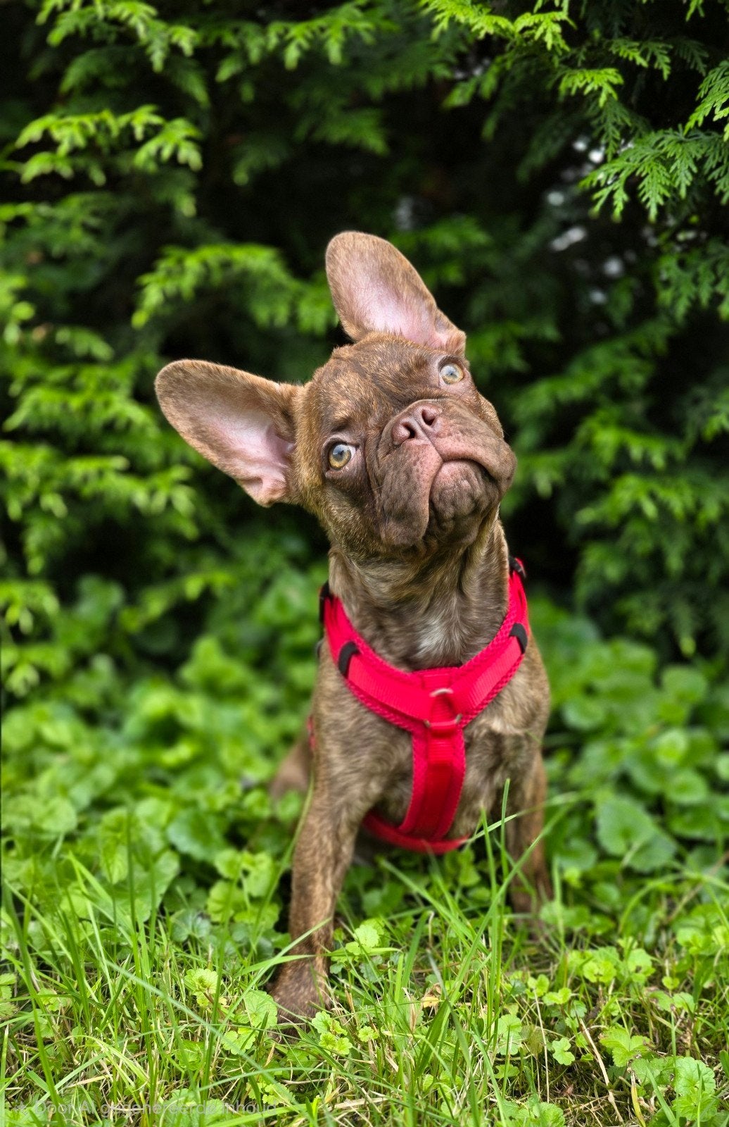 💙 Super leuke kruising franse bulldog pups reu en teef💓, Parvo, Reu, 8 tot 15 weken, Bulldog