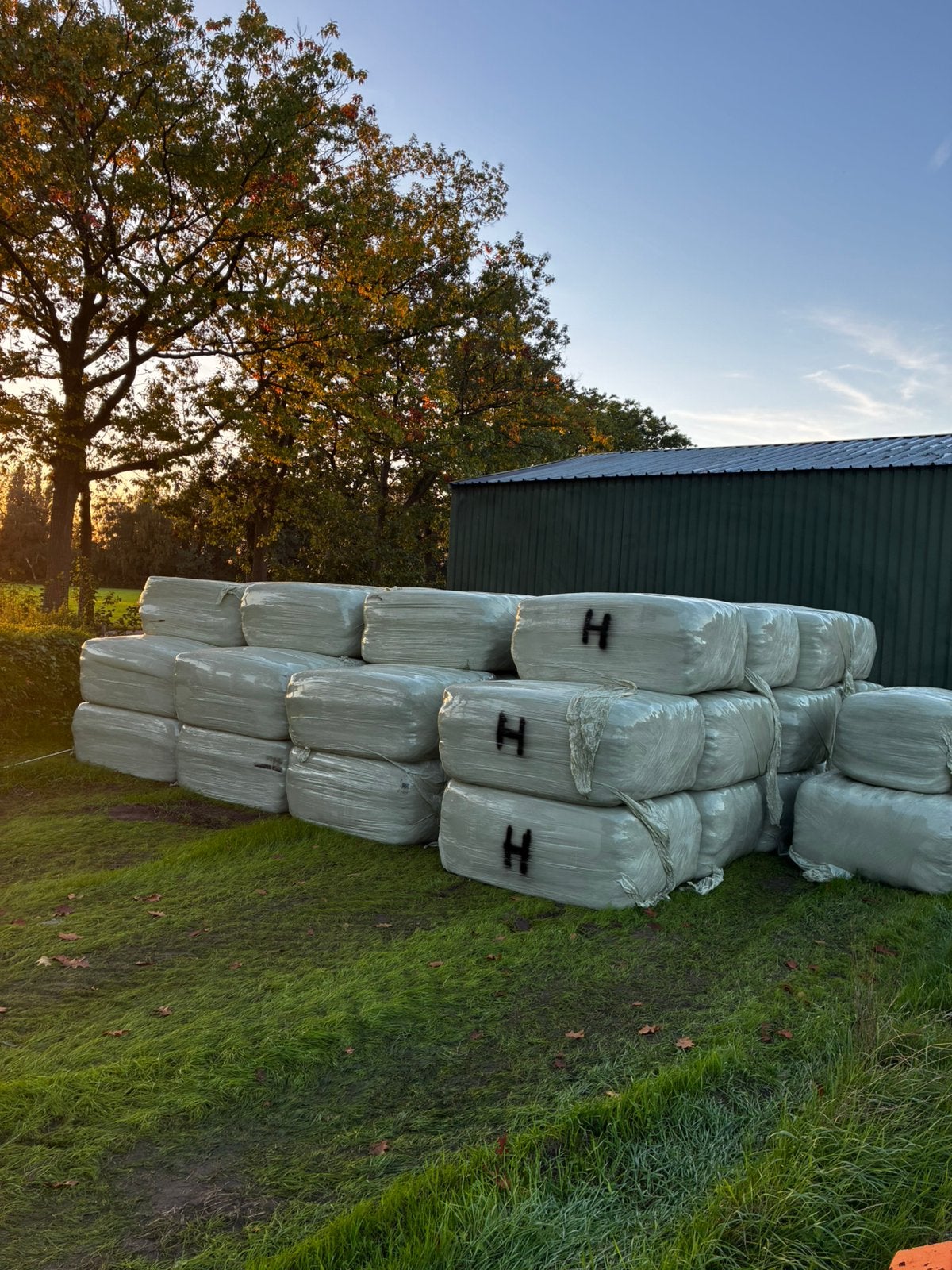 Kuilgras balen voordrooghooi, Dieren en Toebehoren, Ophalen, Vee