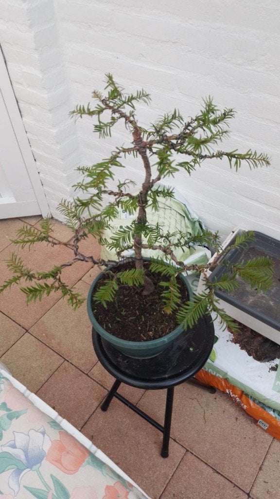 Bonsai Taxus, Tuin en Terras, Planten | Bomen, Bloeit niet, Halfschaduw, Overige soorten, Minder dan 100 cm