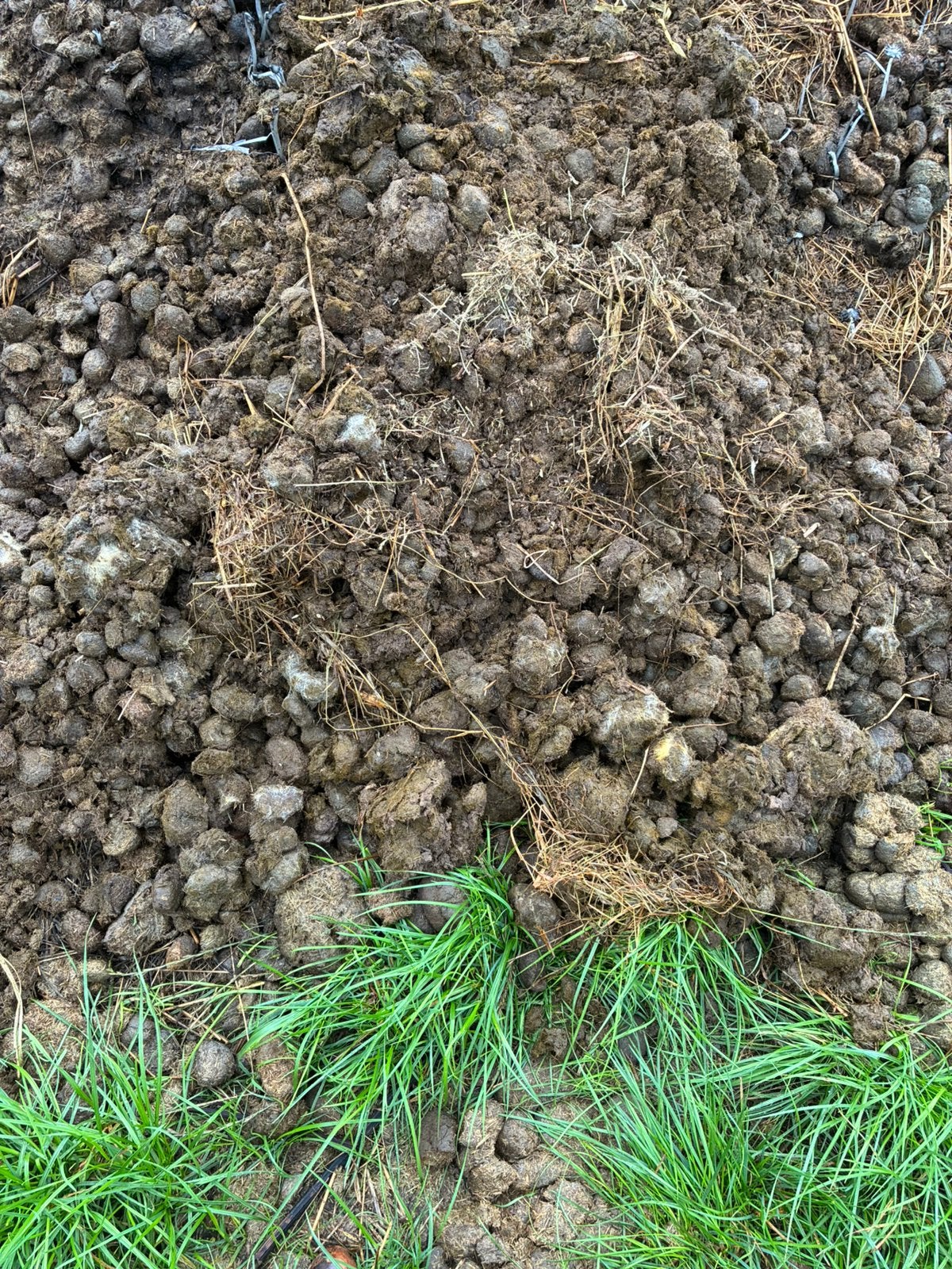 Paardenmest Gratis, Tuin en Terras, Aarde en Mest, Ophalen, Mest