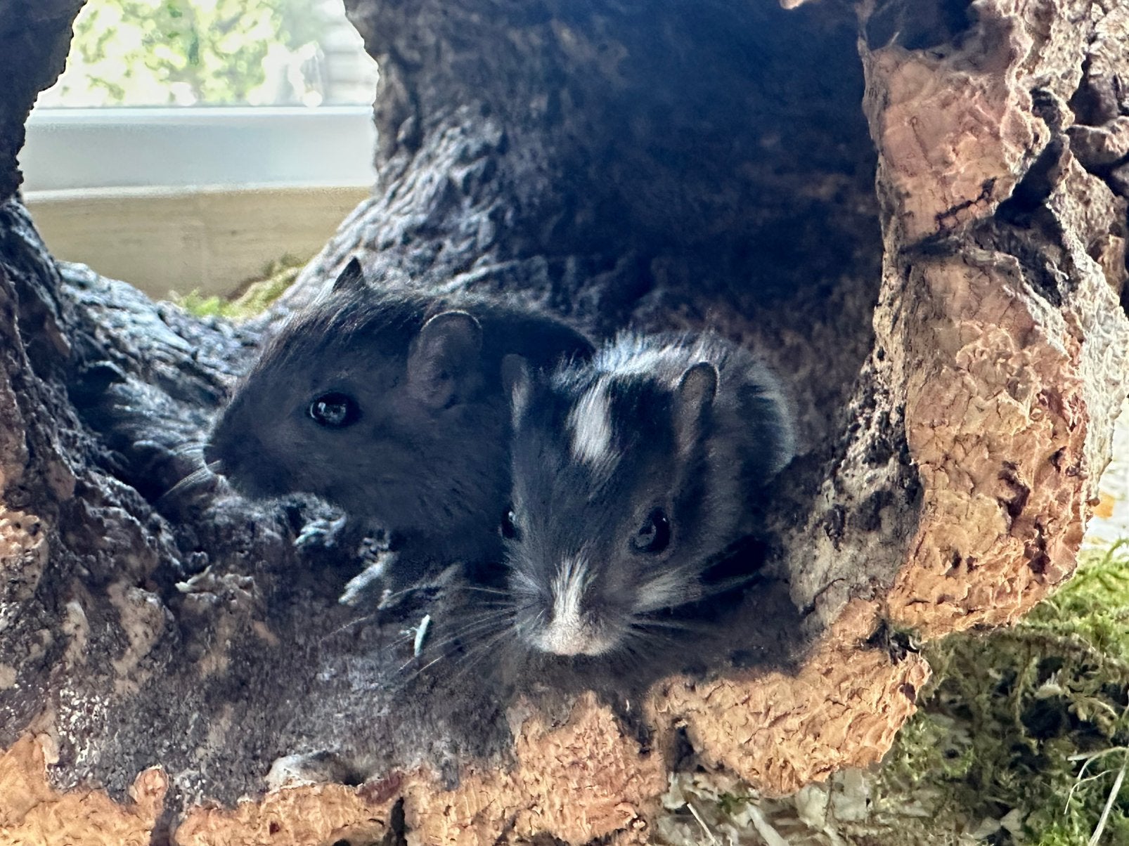 Prachtige mongoolse gerbils zusjes (woestijnratjes), Dieren en Toebehoren, Knaagdieren, Augustus, Vrouwelijk, Overige typen, Tam