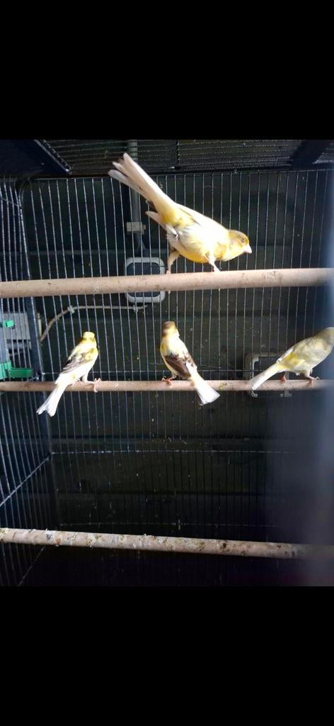 Mooie zang kanaries (zijn nu gereserveerd)., Dieren en Toebehoren, Vogels | Kanaries, Meerdere dieren, Kleurkanarie