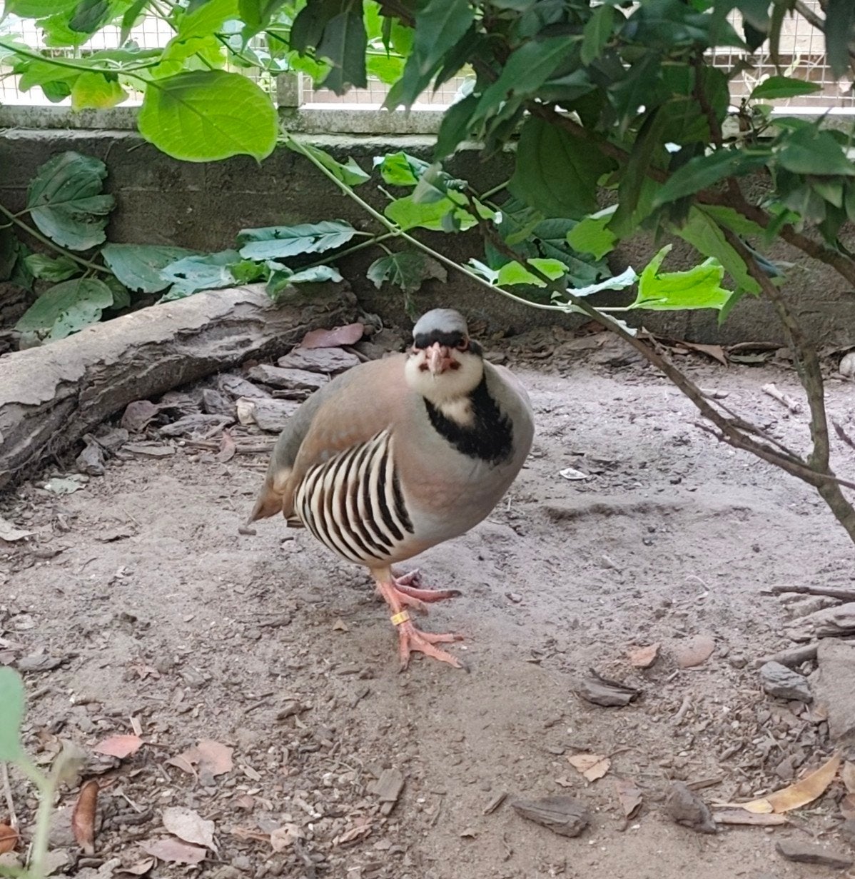 te koop Chukar patrijs / keklik, Dieren en Toebehoren, Mannelijk