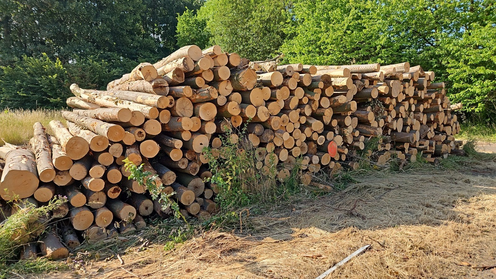 Machinhout beuk te koop, brandhout stammen zaagkloofmachine, 6 m³ of meer, Verzenden, Beukenhout, Stammen
