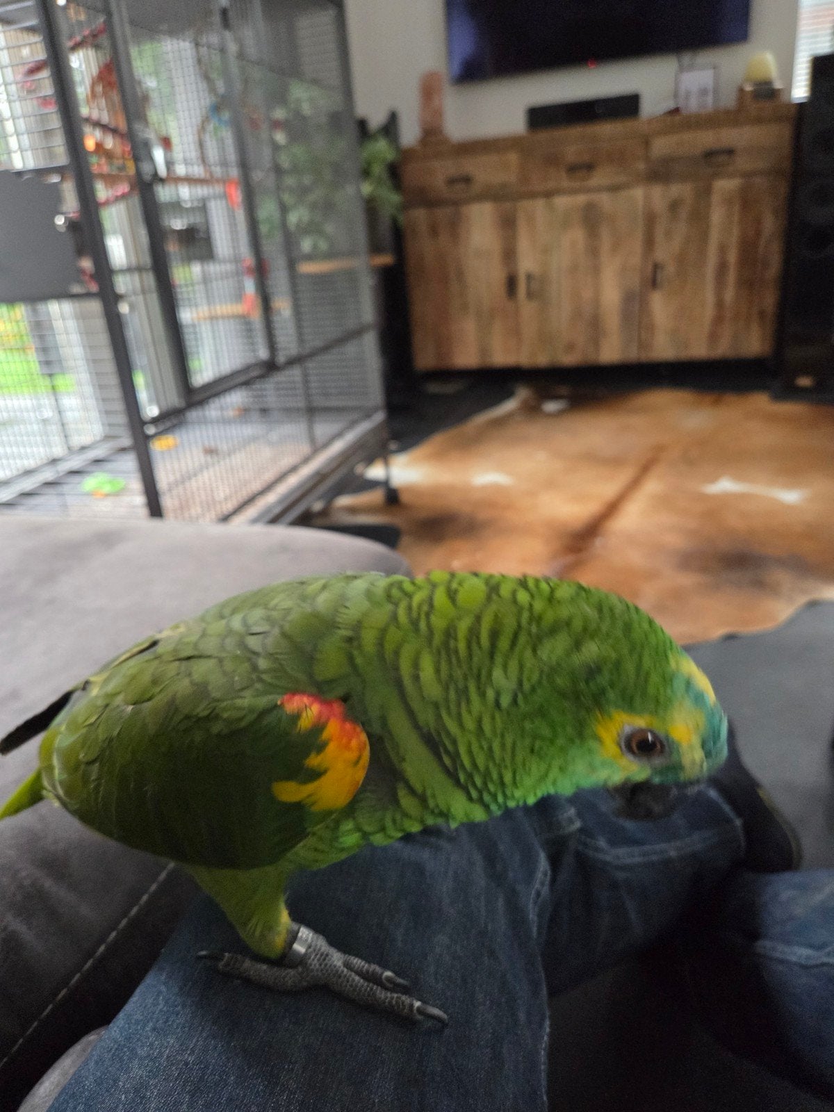 amazone papagaai,tam incl kooi en ruim 9 kg voer, Mannelijk, Tam