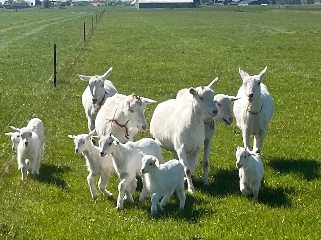 Witte Melkgeit en haar lam CAE en CL vrij, Dieren en Toebehoren, Schapen, Geiten en Varkens, Geit, Vrouwelijk