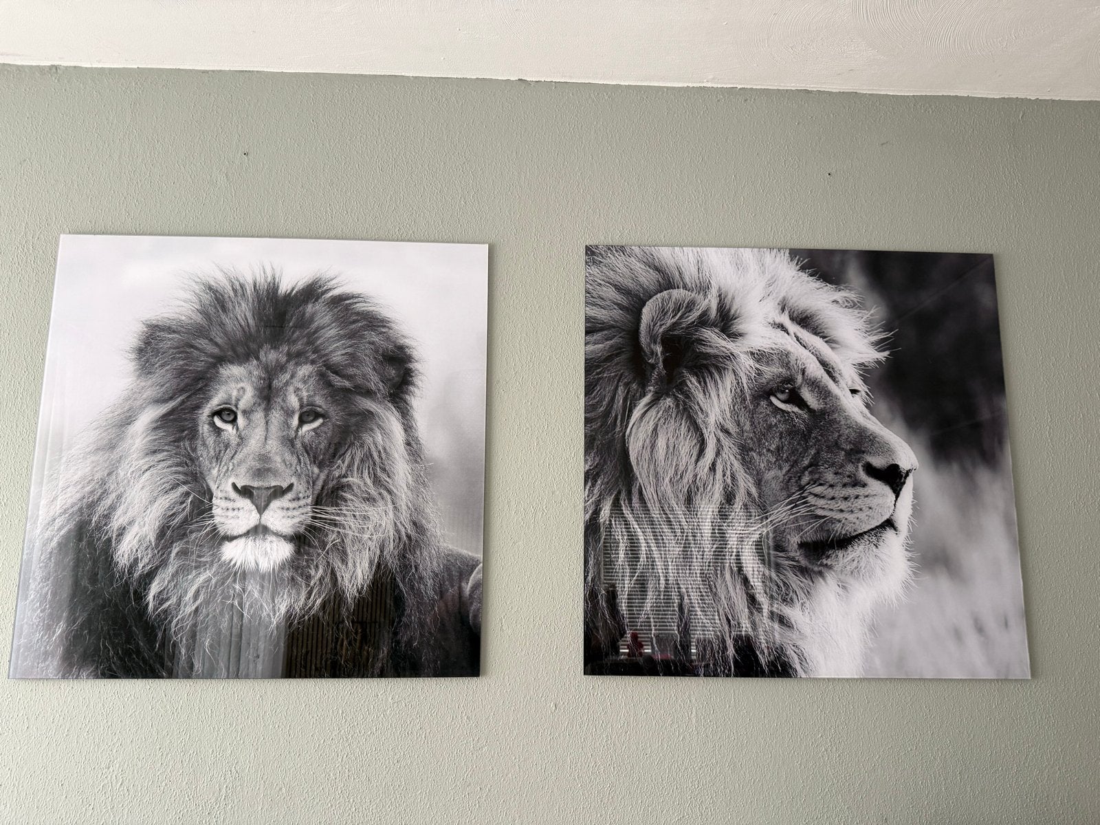 Set van 2 Leeuwen Schilderijen glasplaat, Ophalen, Zo goed als nieuw, Schilderij, 75 tot 100 cm