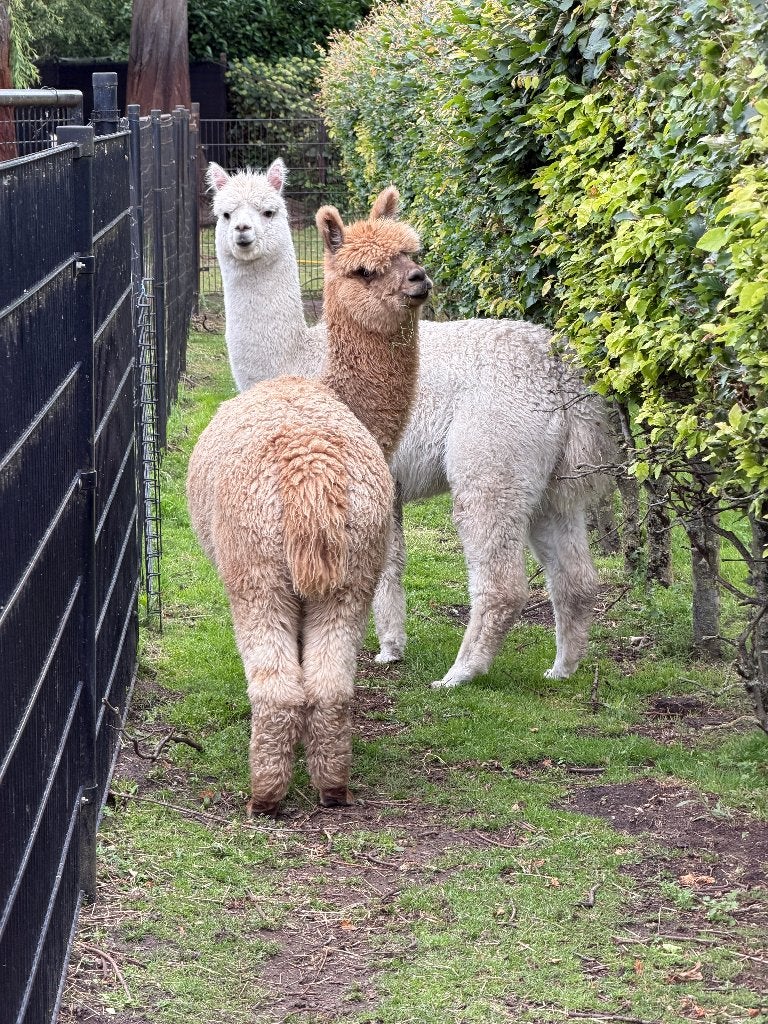 alpaca, Dieren en Toebehoren, Overige Dieren, Oktober, Mannelijk