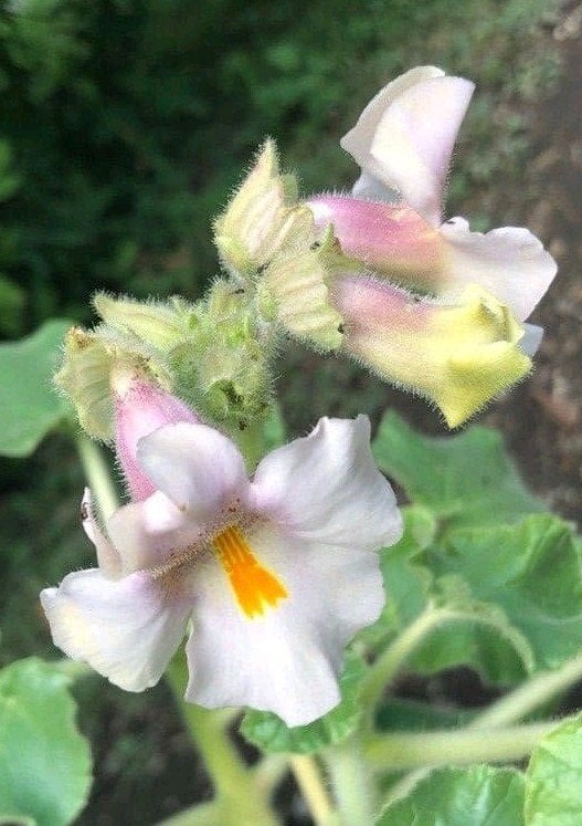 Zaden Proboscidea louisianica, Ophalen of Verzenden, Zaad