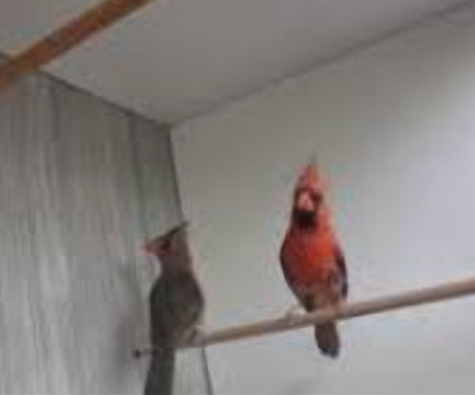 Te koop koppel rode kardinalen, Dieren en Toebehoren, Vogels | Overige Vogels, Meerdere dieren