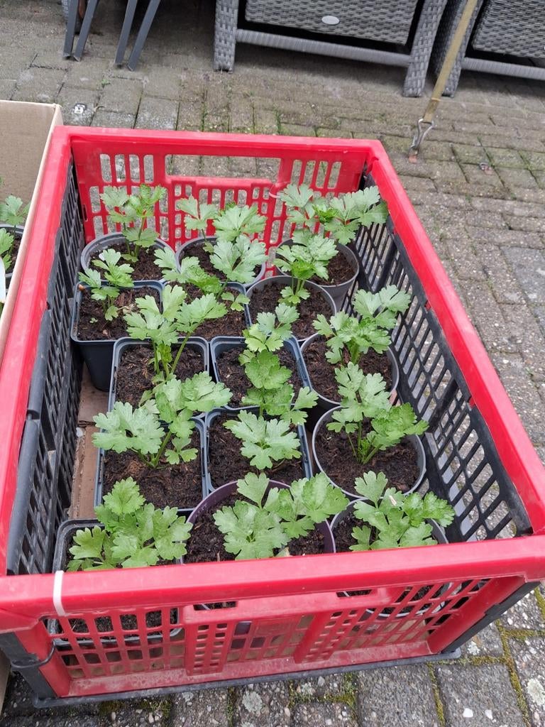 KNOLSELDERIJ PLANTEN EIGEN TEELT, Tuin en Terras, Planten | Tuinplanten, Ophalen, Eenjarig, Groenteplanten, Volle zon