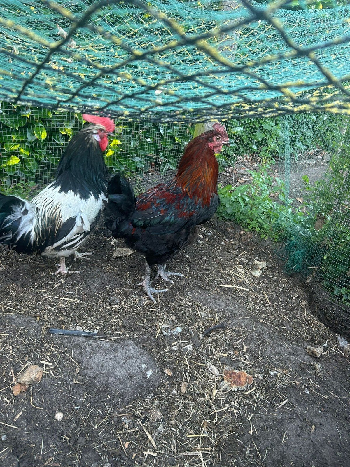 Lakenvelder en Marans haan, Dieren en Toebehoren, Pluimvee, Mannelijk, Kip