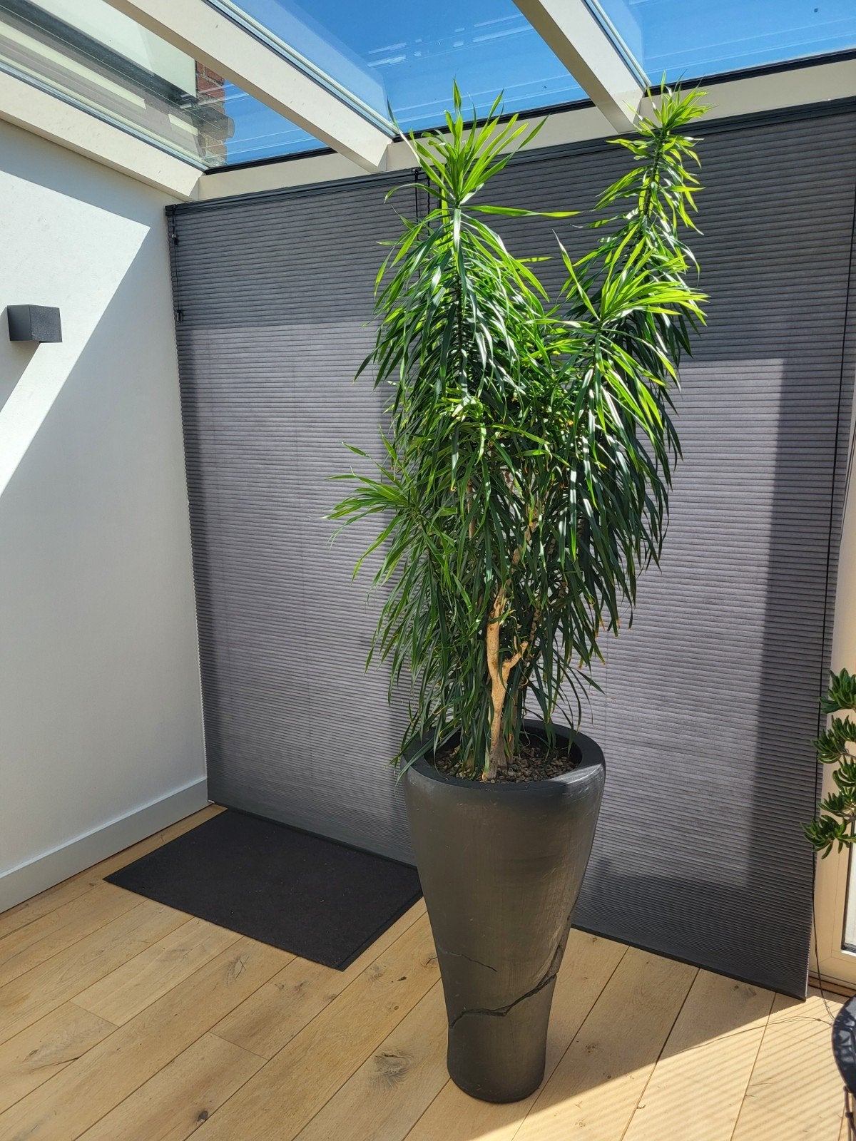 Kamerplant Dracaena reflexa (drakenboom), Huis en Inrichting, Kamerplanten, Ophalen of Verzenden