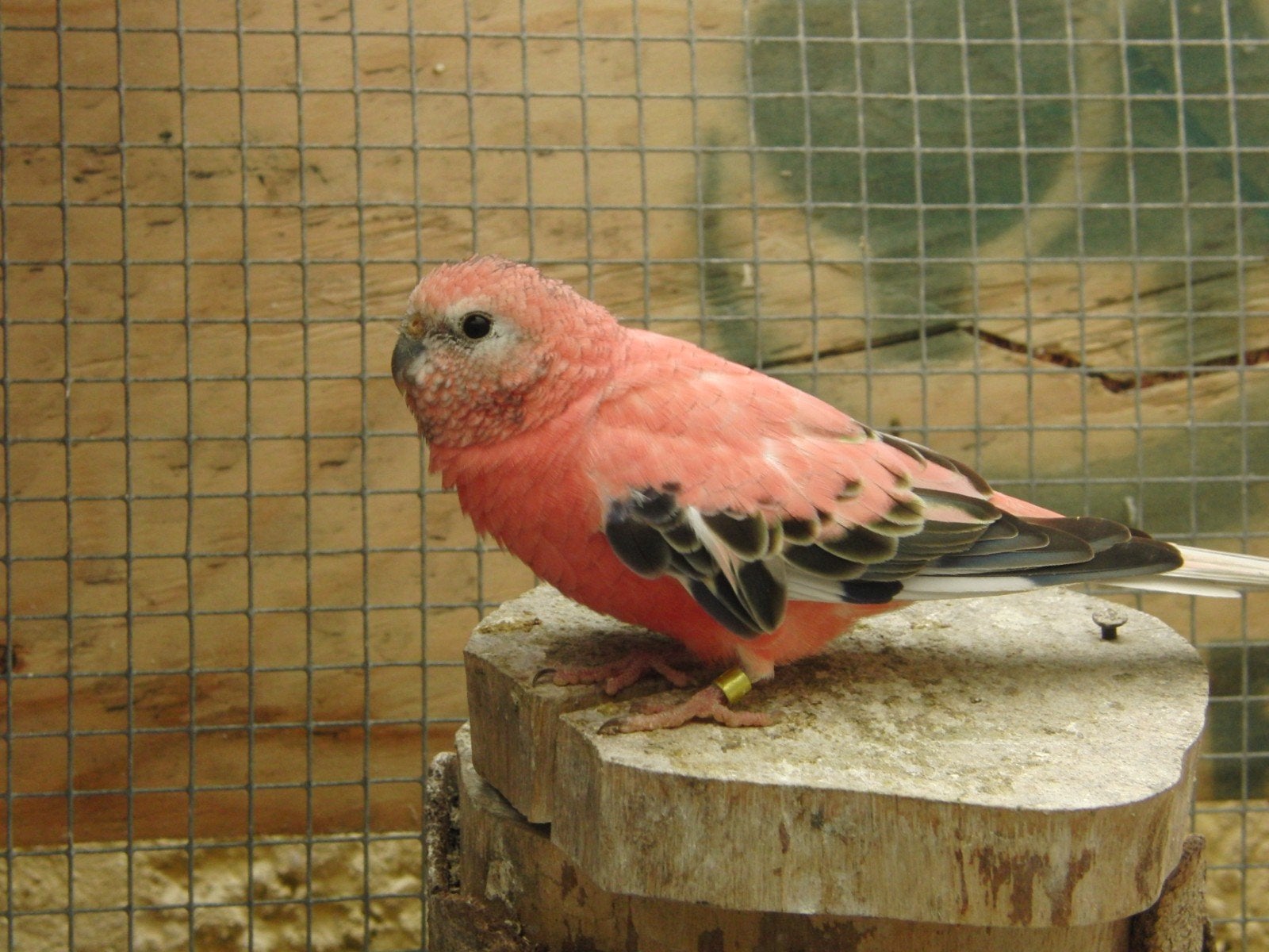 2 bourke parkieten koppel op leeftijd   af te halen, Dieren en Toebehoren, Meerdere dieren