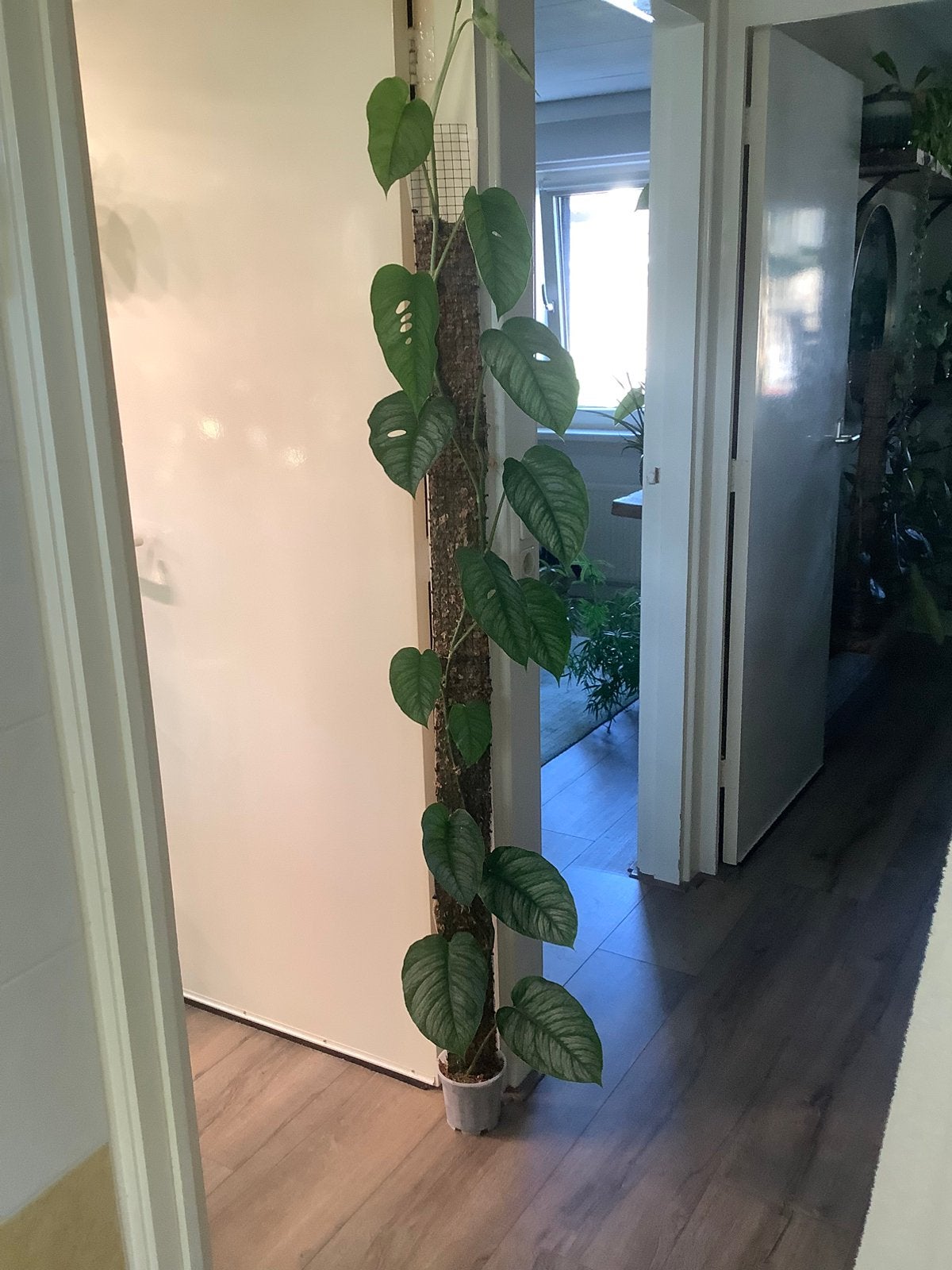 philodendron siltepecana el salvador, Huis en Inrichting, Kamerplanten, Ophalen, Overige soorten, 150 tot 200 cm, Volle zon