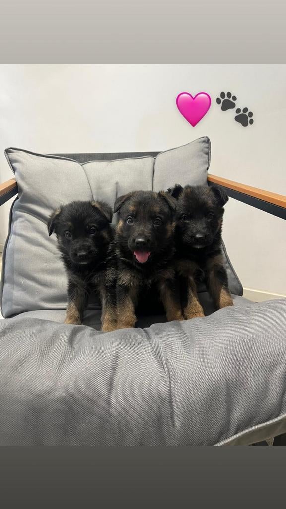 Duitse Herder Pups, Dieren en Toebehoren, Honden | Herdershonden en Veedrijvers, België, Particulier, 8 tot 15 weken, Parvo