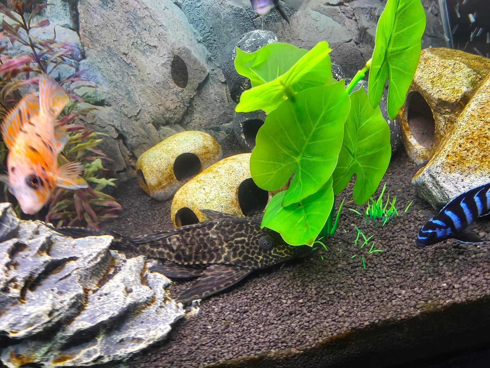 pleco algeneter 20cm, Vis