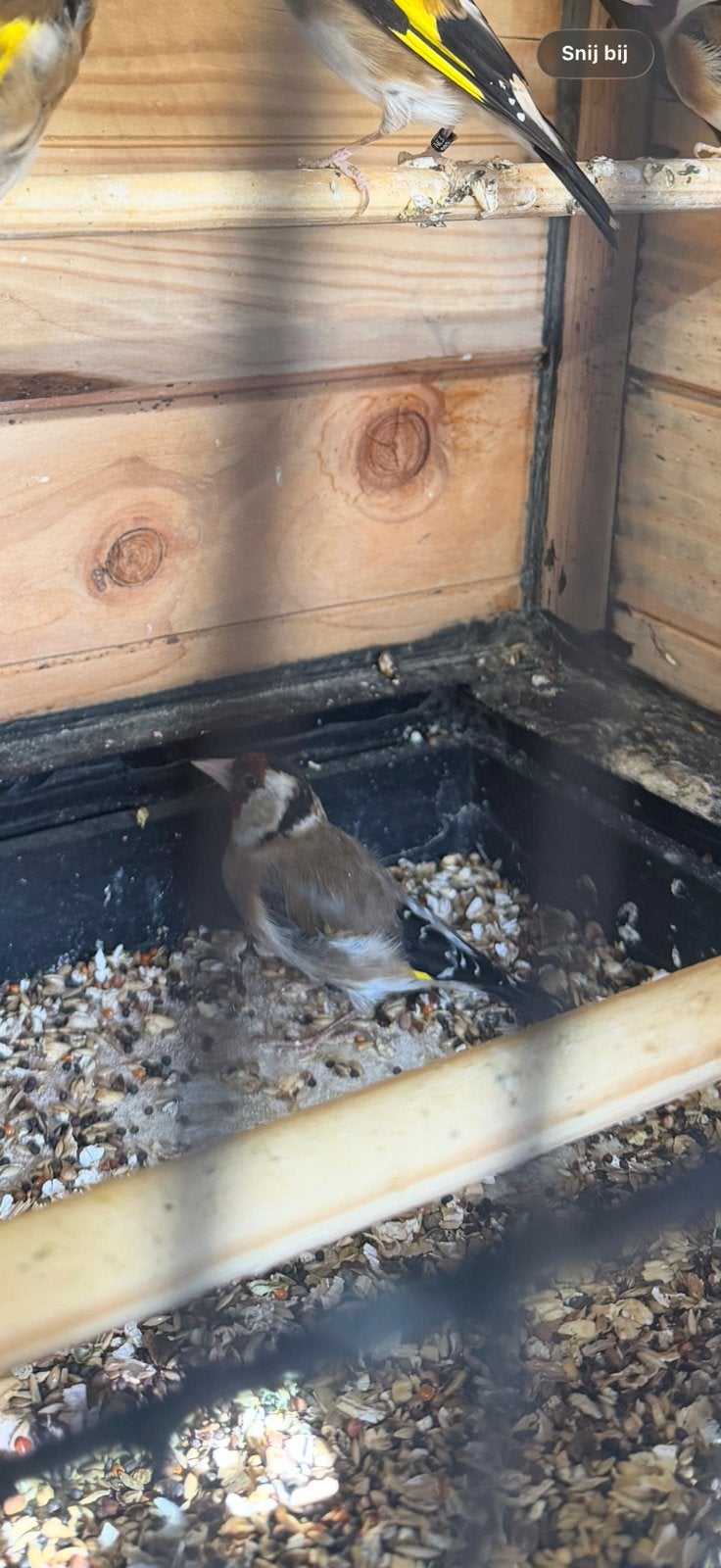 Nog een bloemputter pop, Dieren en Toebehoren, Vogels | Overige Vogels, Vrouwelijk, Wildzangvogel