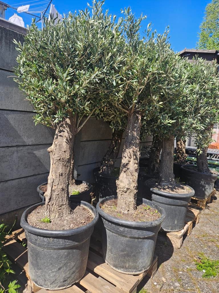 Olijfbomen diverse dikte stammen vanaf 115 euro, Volle zon, Ophalen of Verzenden, 100 tot 250 cm, Olijfboom