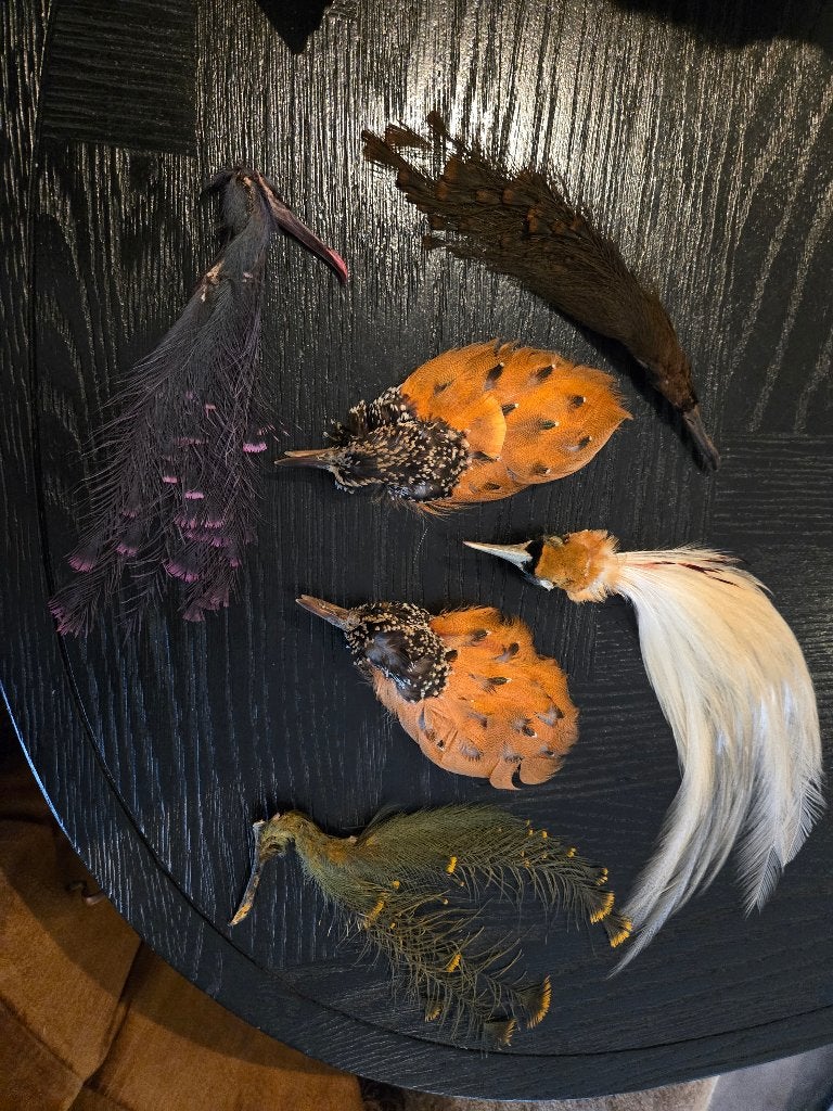 Taxidermie antieke hoeddecoratie vogels, Ophalen of Verzenden, Zo goed als nieuw, Vogel, Overige typen