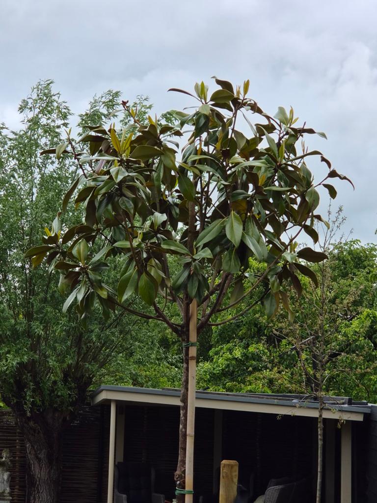 Magnolia Grandiflora Hoogstam 14/16. Stam 2 M. totaal 3 M., Tuin en Terras, Planten | Bomen, Overige soorten, 250 tot 400 cm, Zomer