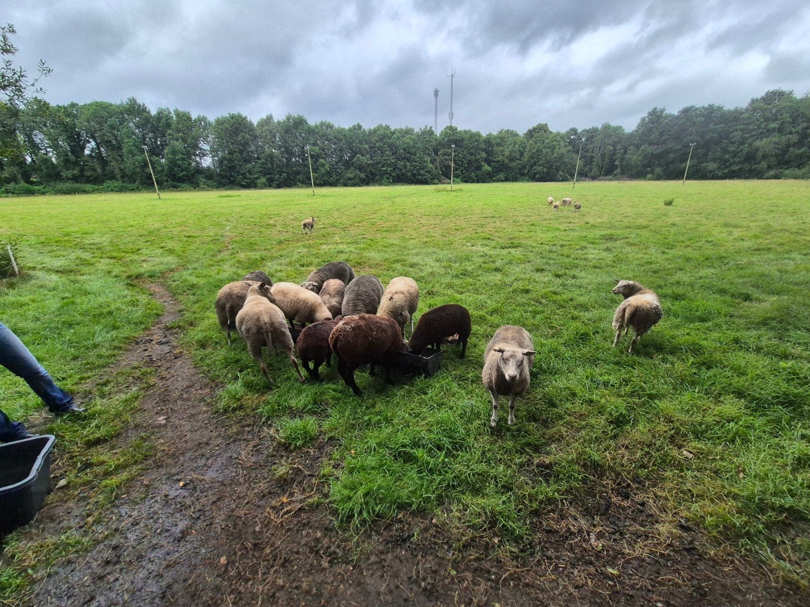 gezocht schapen Weide/ ponyweide, Weidegang