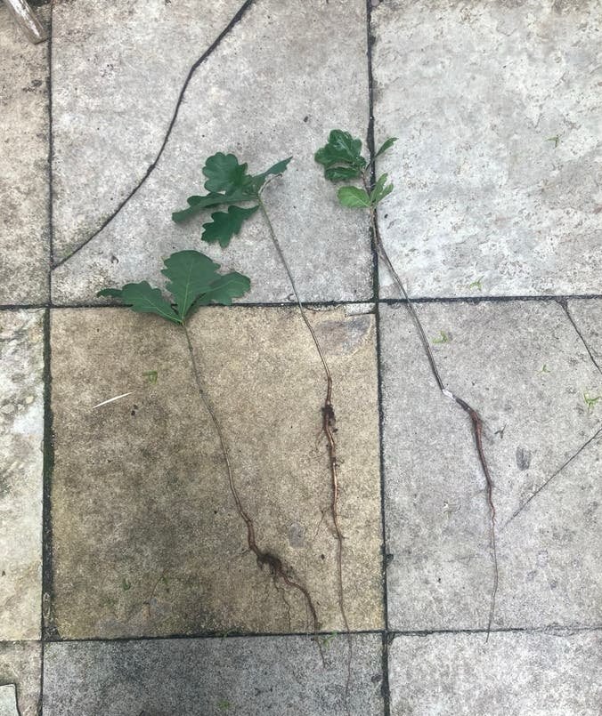 Jonge eikenboom, 35 cm groot, 3 boompjes, Tuin en Terras, Planten | Bomen, Ophalen, Herfst, Halfschaduw, Overige soorten
