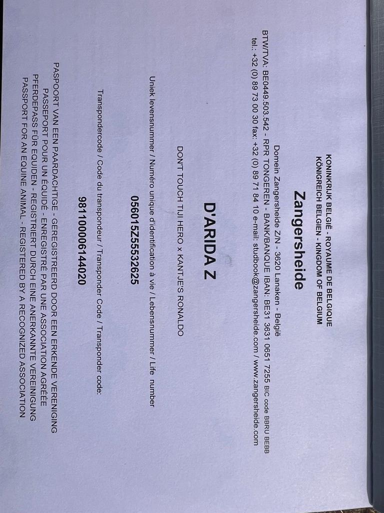 Veulen te koop, Ophalen, Zo goed als nieuw, Springen