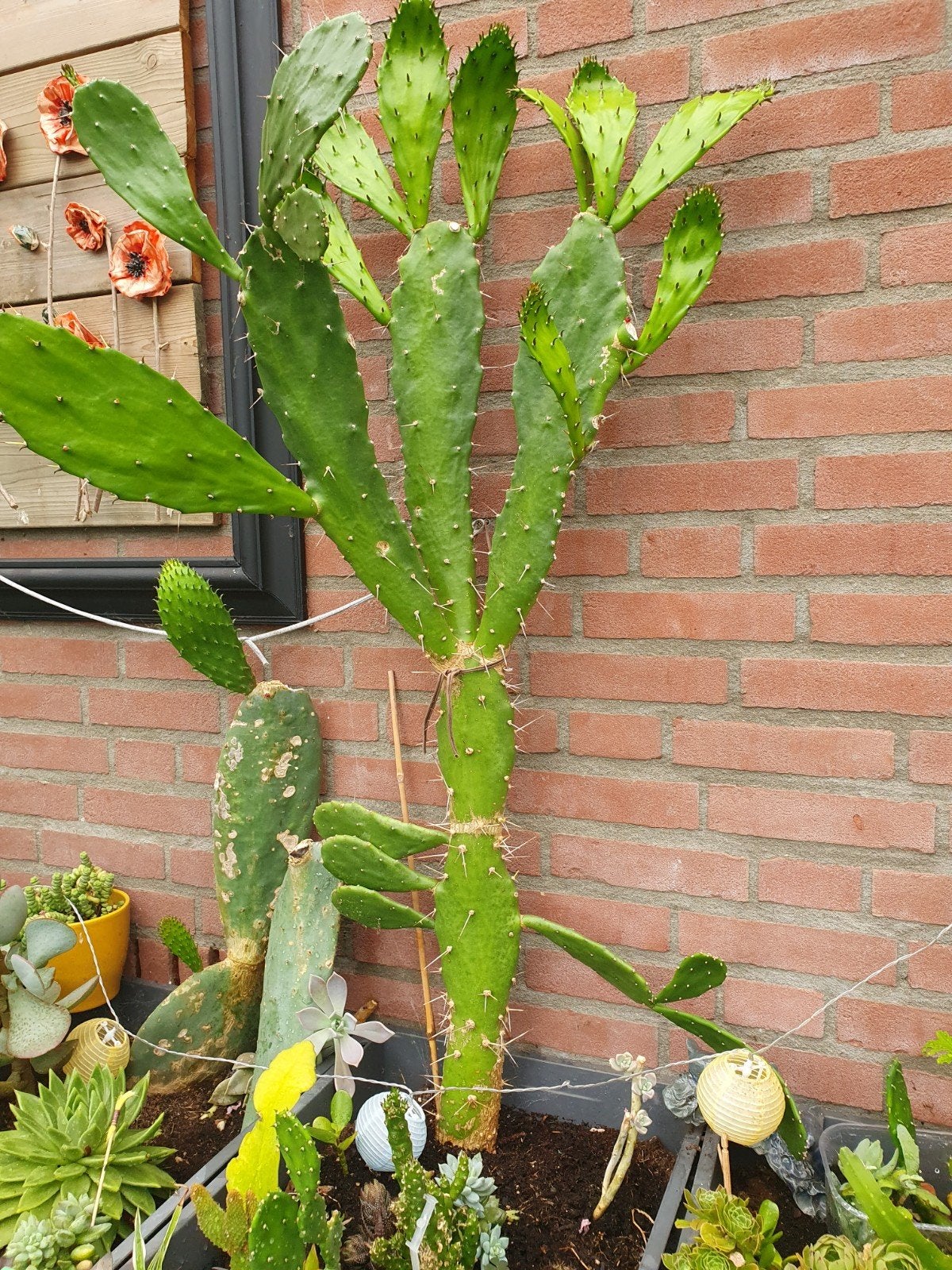 Grote schijfcactus, Ophalen, Volle zon, Overige soorten