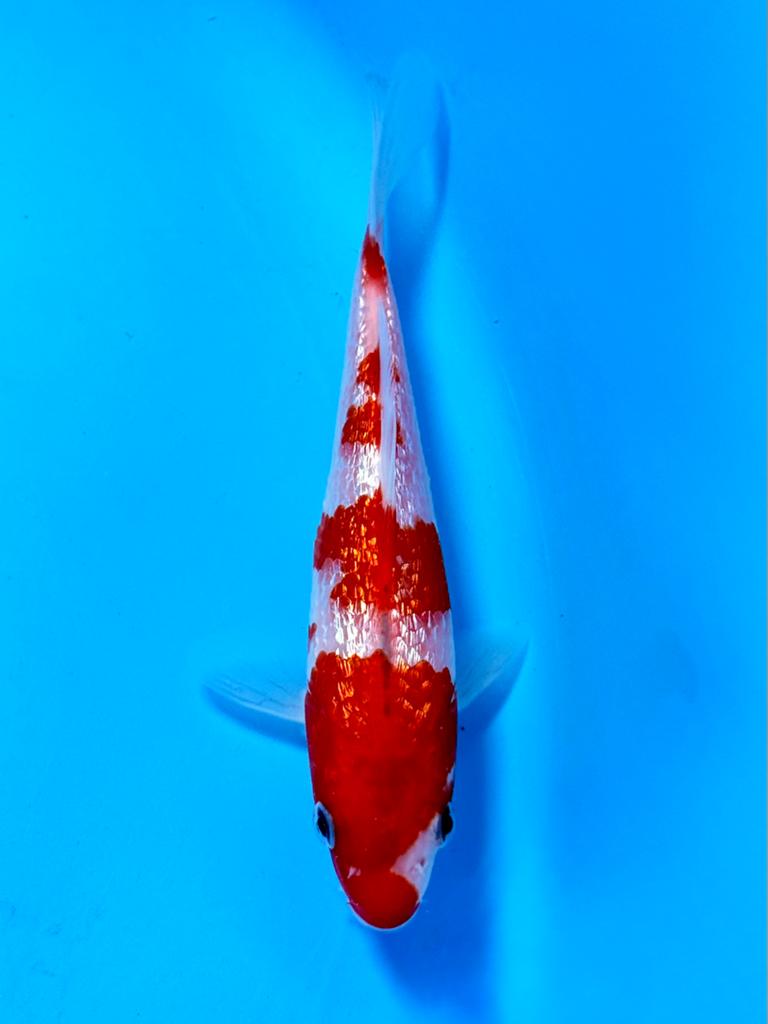 Ginrin Goshiki 14-18cm Kase Japanse koi, Karper of Koi