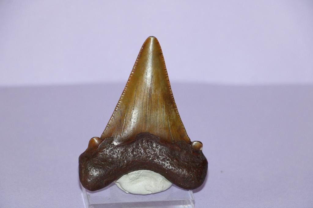 Otodus (Carcharoclus) Angustidens, Verzamelen, Ophalen of Verzenden, Fossiel