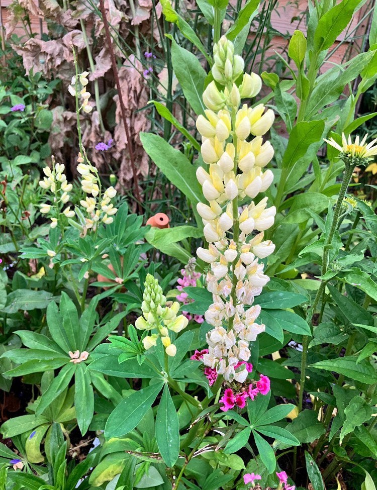 Lupine zaden ‘Noble Maiden’ wit, Tuin en Terras, Bloembollen en Zaden, Verzenden, Gehele jaar, Volle zon, Zaad