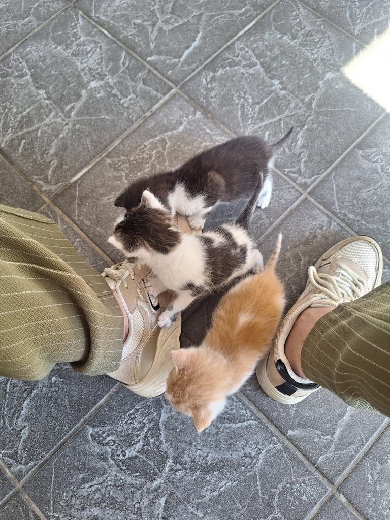 1 zwart/witte kitten., Meerdere dieren
