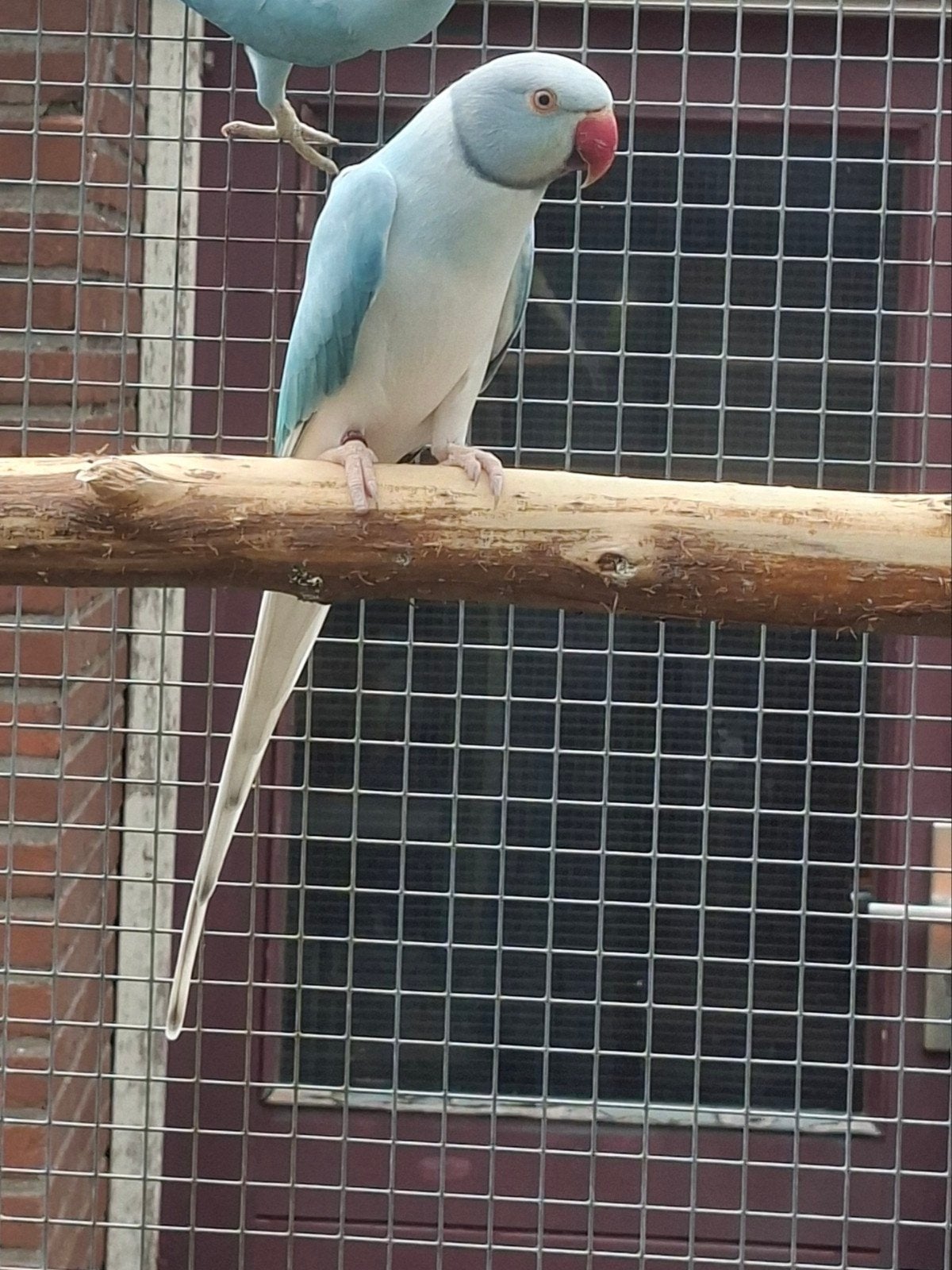 Blauw opaline bleekstaart pop halsband., Dieren en Toebehoren, Vrouwelijk, Parkiet, Geringd